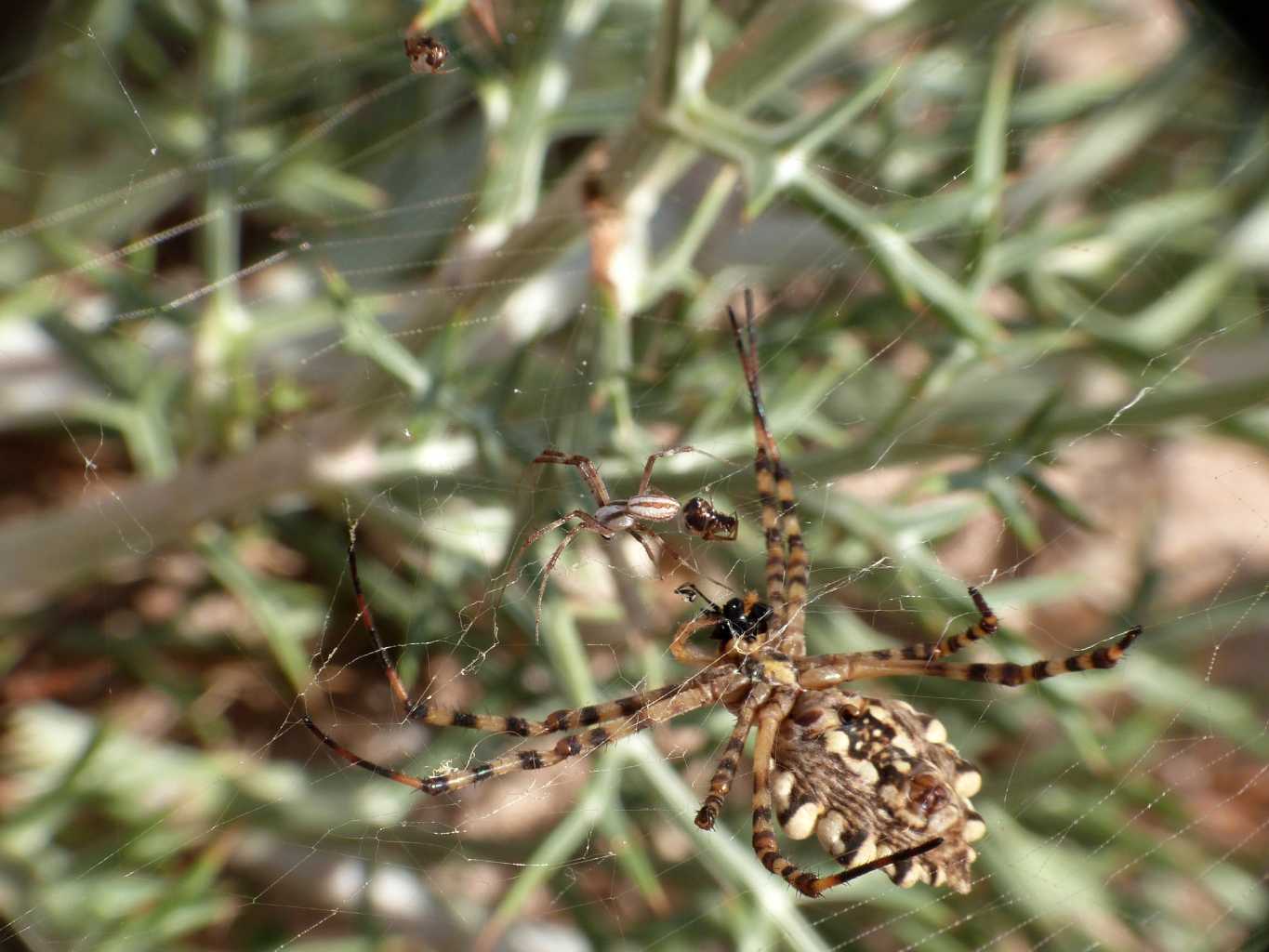 Immagine da interpretare (Argiope lobata) - Palau (OT)